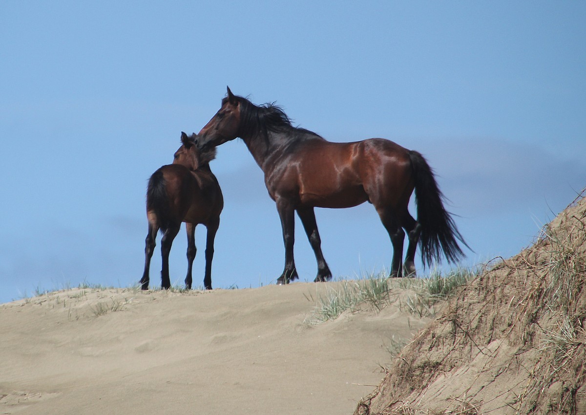 dune horses dune horses